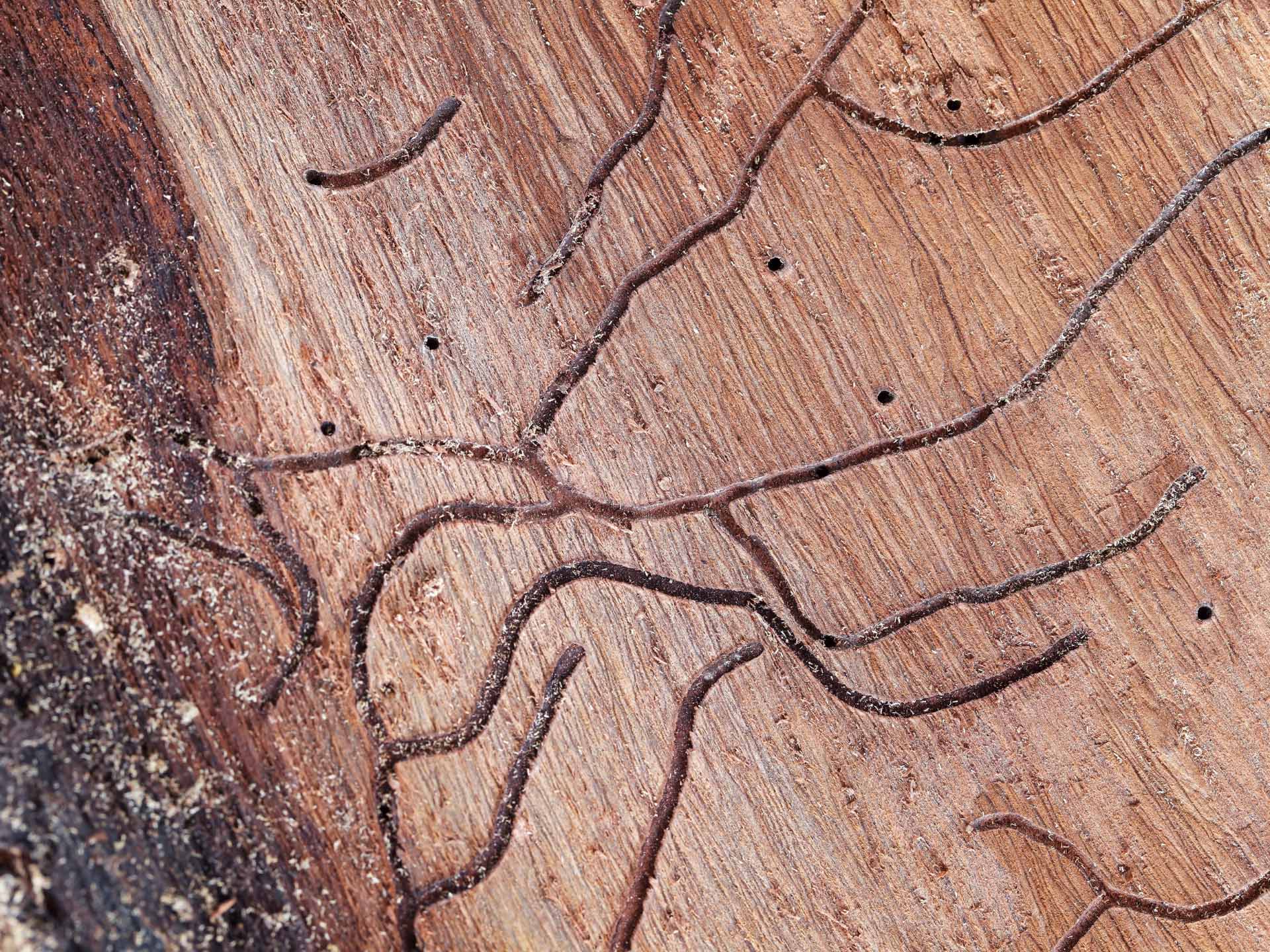 Be on the lookout for termites, homeowners warned